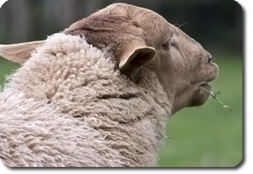 Coburger Fuchsschafe